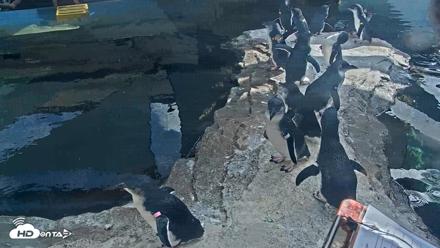 Birch Aquarium Penguin Exhibit Live Webcam - Sep 22, 2026, 3:25pm PDT