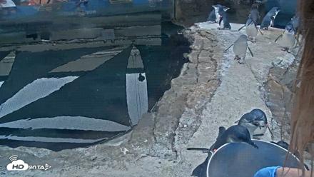 Birch Aquarium Penguin Exhibit Live Webcam - Sep 15, 2026, 10:12am PDT