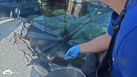 Birch Aquarium Penguin Exhibit Live Webcam - Sep 25, 2026, 10:11am PDT