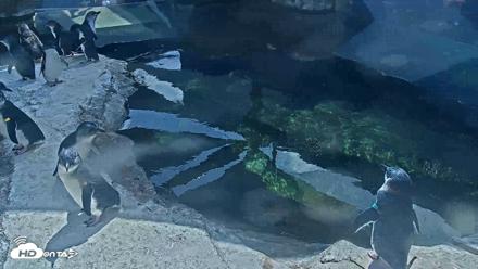 Birch Aquarium Penguin Exhibit Live Webcam - Aug 12, 2026, 3:08pm PDT