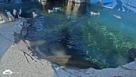 Birch Aquarium Penguin Exhibit Live Webcam - Sep 25, 2026, 9:51am PDT