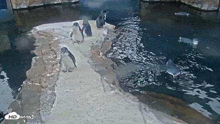 Birch Aquarium Penguin Exhibit Live Webcam - Sep 20, 2026, 8:29am PDT