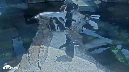 Birch Aquarium Penguin Exhibit Live Webcam - Aug 12, 2026, 3:08pm PDT