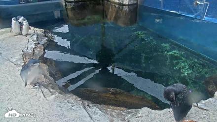 Birch Aquarium Penguin Exhibit Live Webcam - Sep 27, 2026, 10:15am PDT