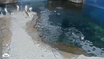 Birch Aquarium Penguin Exhibit Live Webcam - Oct 8, 2026, 7:56am PDT