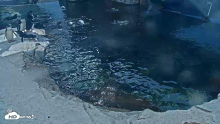 Birch Aquarium Penguin Exhibit Live Webcam - Sep 22, 2026, 3:08pm PDT