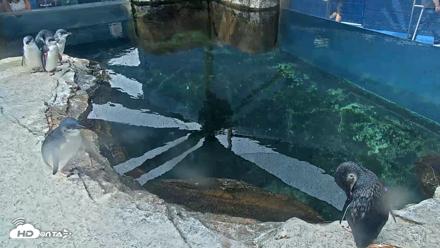 Birch Aquarium Penguin Exhibit Live Webcam - Sep 27, 2026, 10:15am PDT
