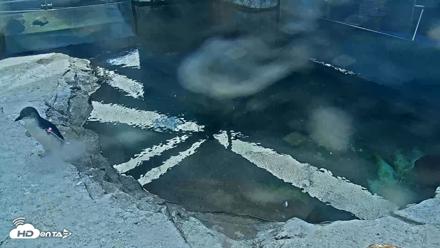 Birch Aquarium Penguin Exhibit Live Webcam - Sep 10, 2026, 3:03pm PDT