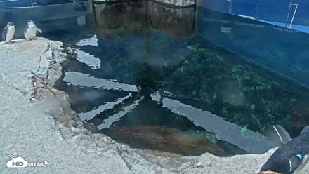 Birch Aquarium Penguin Exhibit Live Webcam - Sep 17, 2026, 10:24am PDT