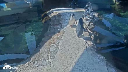 Birch Aquarium Penguin Exhibit Live Webcam - Sep 23, 2026, 10:14am PDT