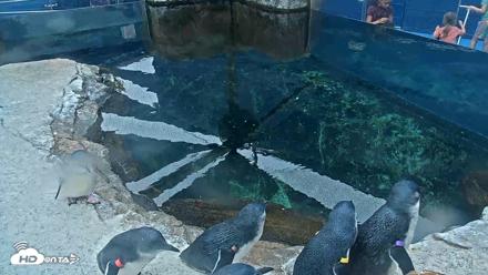 Birch Aquarium Penguin Exhibit Live Webcam - Oct 1, 2026, 10:12am PDT