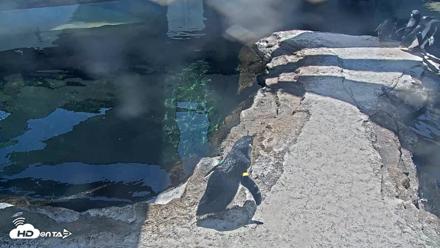 Birch Aquarium Penguin Exhibit Live Webcam - Oct 6, 2026, 12:38pm PDT