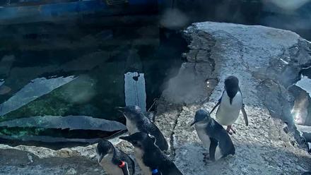 Birch Aquarium Penguin Exhibit Live Webcam - Nov 5, 2025, 1:48pm PST