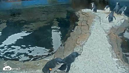 Birch Aquarium Penguin Exhibit Live Webcam - Oct 8, 2026, 9:00am PDT