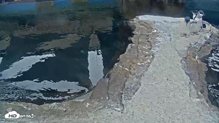 Birch Aquarium Penguin Exhibit Live Webcam - Sep 20, 2026, 8:29am PDT