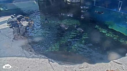 Birch Aquarium Penguin Exhibit Live Webcam - Sep 22, 2026, 1:54pm PDT