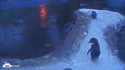 Birch Aquarium Penguin Exhibit Live Webcam - Aug 25, 2026, 6:02am PDT
