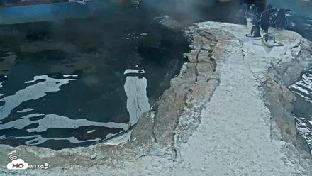 Birch Aquarium Penguin Exhibit Live Webcam - Oct 8, 2026, 2:29pm PDT