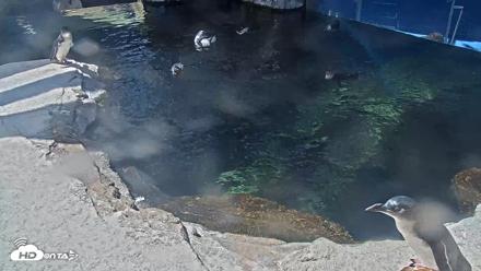 Birch Aquarium Penguin Exhibit Live Webcam - Oct 5, 2026, 12:33pm PDT