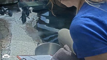 Birch Aquarium Penguin Exhibit Live Webcam - Aug 2, 2026, 3:10pm PDT