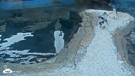 Birch Aquarium Penguin Exhibit Live Webcam - Oct 8, 2026, 8:58am PDT