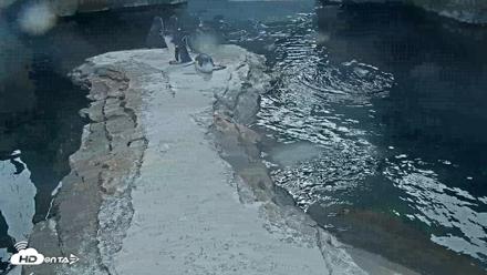 Birch Aquarium Penguin Exhibit Live Webcam - Oct 8, 2026, 2:29pm PDT
