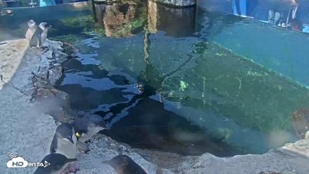 Birch Aquarium Penguin Exhibit Live Webcam - Aug 25, 2026, 10:12am PDT