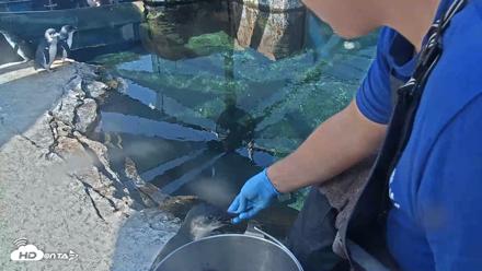 Birch Aquarium Penguin Exhibit Live Webcam - Sep 25, 2026, 10:09am PDT