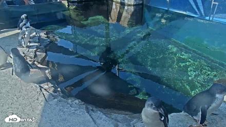 Birch Aquarium Penguin Exhibit Live Webcam - Sep 23, 2026, 10:13am PDT