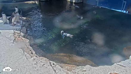 Birch Aquarium Penguin Exhibit Live Webcam - Sep 10, 2026, 12:40pm PDT