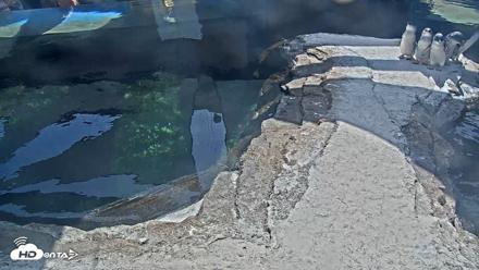 Birch Aquarium Penguin Exhibit Live Webcam - Sep 30, 2026, 1:08pm PDT