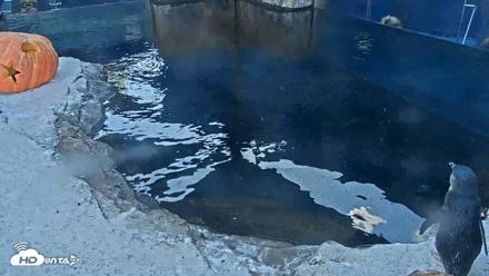 Birch Aquarium Penguin Exhibit Live Webcam - Oct 23, 2026, 4:19pm PDT