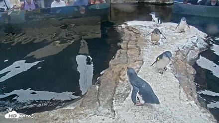 Birch Aquarium Penguin Exhibit Live Webcam - Aug 4, 2026, 10:11am PDT
