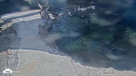 Birch Aquarium Penguin Exhibit Live Webcam - Sep 18, 2026, 1:59pm PDT