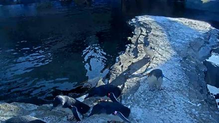 Birch Aquarium Penguin Exhibit Live Webcam - Nov 30, 2025, 2:58pm PST