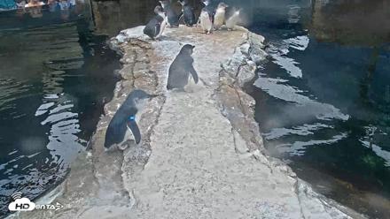 Birch Aquarium Penguin Exhibit Live Webcam - Jun 24, 2026, 9:56am PDT