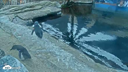 Birch Aquarium Penguin Exhibit Live Webcam - Oct 10, 2026, 3:46pm PDT