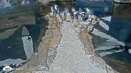 Birch Aquarium Penguin Exhibit Live Webcam - Oct 11, 2026, 9:44am PDT