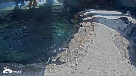 Birch Aquarium Penguin Exhibit Live Webcam - Sep 22, 2026, 12:40pm PDT