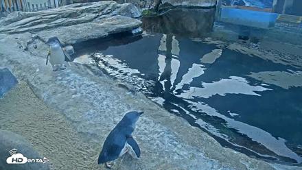 Birch Aquarium Penguin Exhibit Live Webcam - Sep 25, 2026, 7:21am PDT