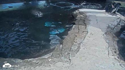 Birch Aquarium Penguin Exhibit Live Webcam - Sep 15, 2026, 1:12pm PDT