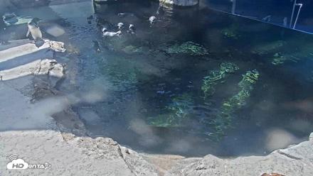 Birch Aquarium Penguin Exhibit Live Webcam - Oct 3, 2026, 1:25pm PDT