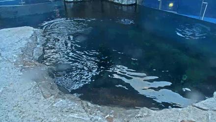 Birch Aquarium Penguin Exhibit Live Webcam - Oct 13, 2025, 6:05pm PDT
