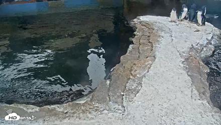 Birch Aquarium Penguin Exhibit Live Webcam - Aug 28, 2026, 1:51pm PDT