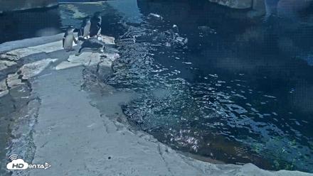 Birch Aquarium Penguin Exhibit Live Webcam - Sep 22, 2026, 3:06pm PDT