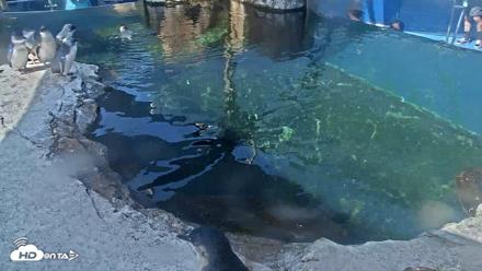 Birch Aquarium Penguin Exhibit Live Webcam - Aug 25, 2026, 10:12am PDT