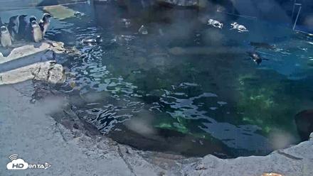 Birch Aquarium Penguin Exhibit Live Webcam - Sep 29, 2026, 2:25pm PDT