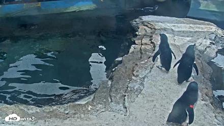 Birch Aquarium Penguin Exhibit Live Webcam - Sep 25, 2026, 2:57pm PDT