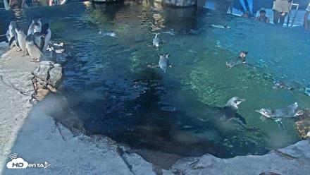 Birch Aquarium Penguin Exhibit Live Webcam - Sep 4, 2026, 10:01am PDT