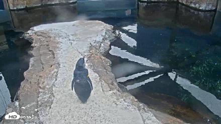 Birch Aquarium Penguin Exhibit Live Webcam - Aug 27, 2026, 3:01pm PDT